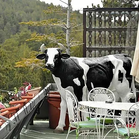 Amoretes La Molina (Girona)